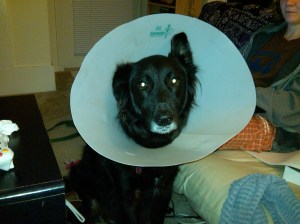 Sad Coneheaded Dog.